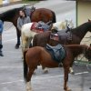 Blagoslov konj 2012 - 021